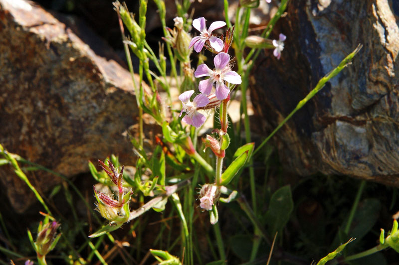 Silene gallica